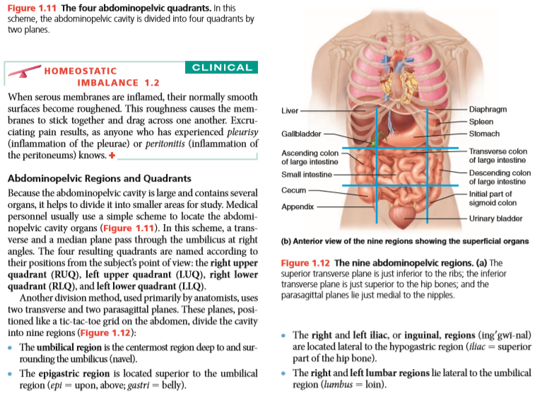 Human Anatomy & Physiology by Elaine N. Marieb PDF Download
