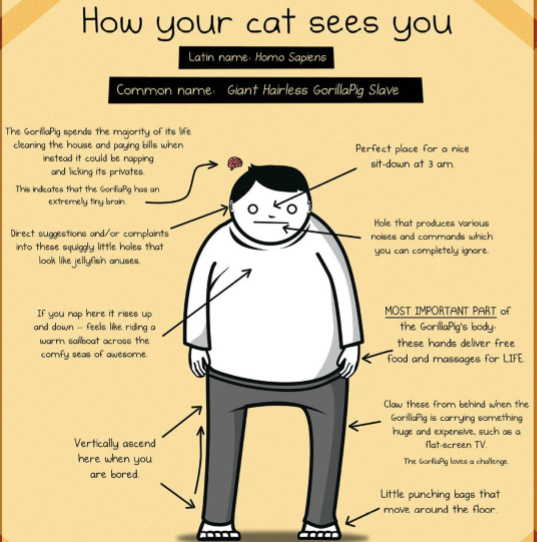 How to Tell If Your Cat Is Plotting to Kill You by The Oatmeal PDF Download